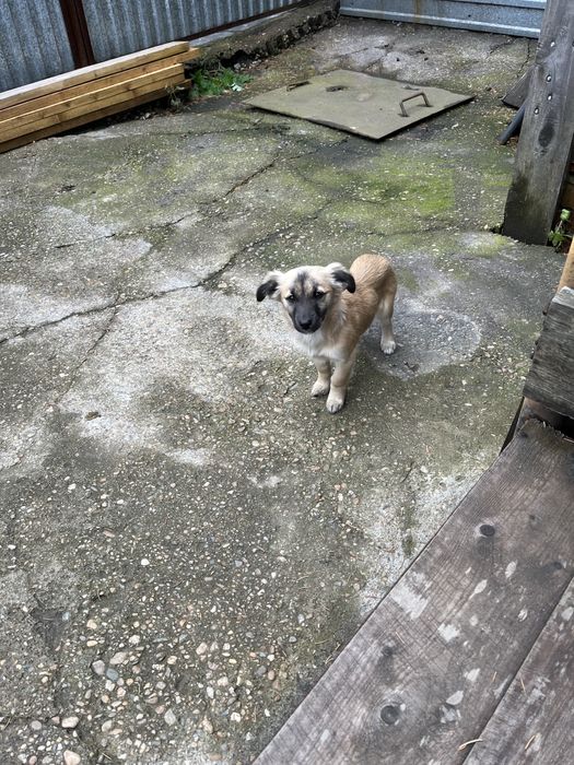 Отдам собачку девочка