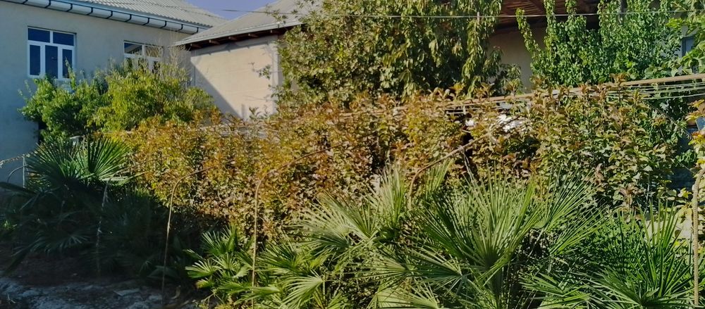 Fatiniya va palmalar