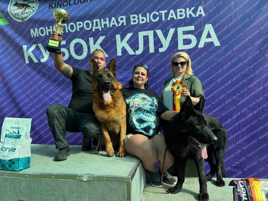 Алиментный щенок немецкой овчарки.