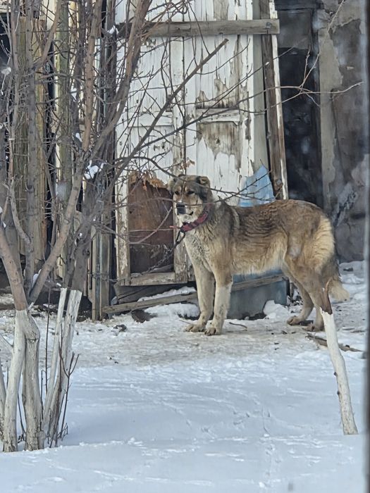 Күшіктер сатылады.