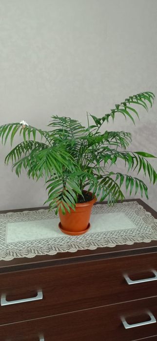 Продам комнатную пальму Хамедорея