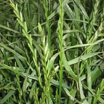 Seminte de iarba: paius, raigras / lolium, golomat, firuta, timoftica