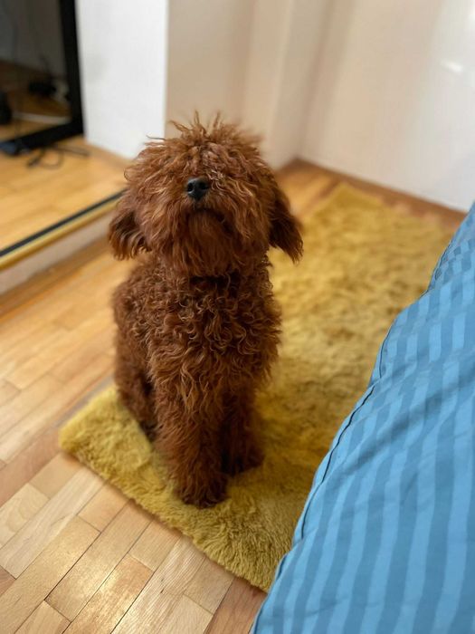 Poodle mascul de 7 luni, superb, red intens, provenit din părinți cu pedigree