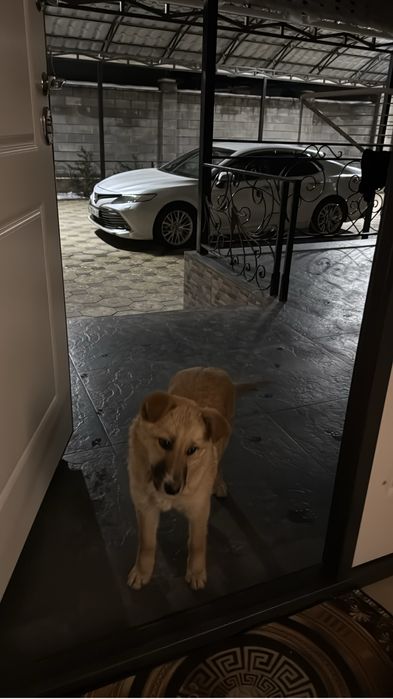 Отдам щенка девочку