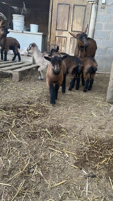 Сауын ешкі сатылады