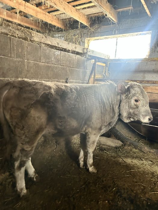 3 ай байланган бука сатылады