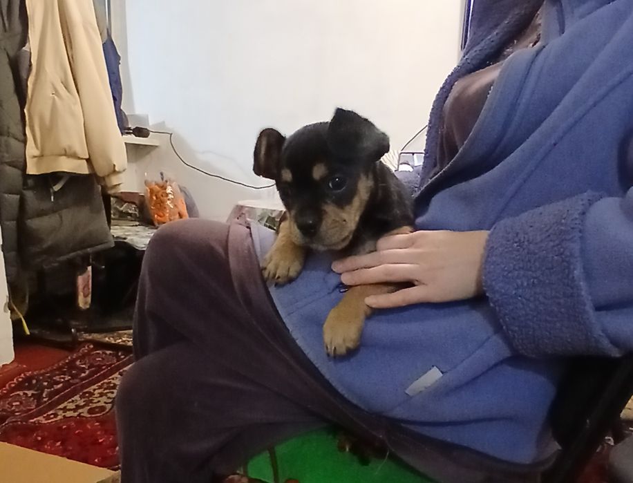 Продам щенка французский бульдога