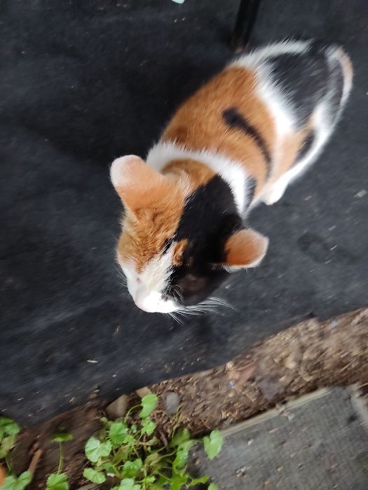 Кошечка в добрые руки