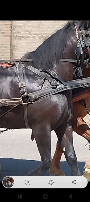 Iapa de 3 ani.,foarte frumoasa.