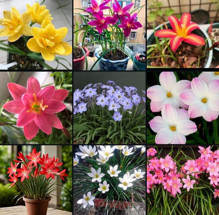 Продам Зефирантес луковицы