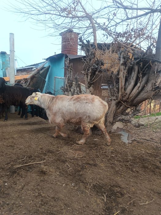 Қошқар сатылады 350 000