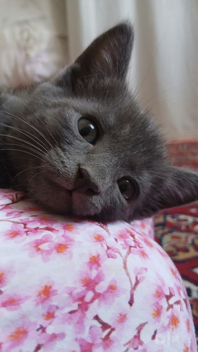 Котик в подарок в добрые руки