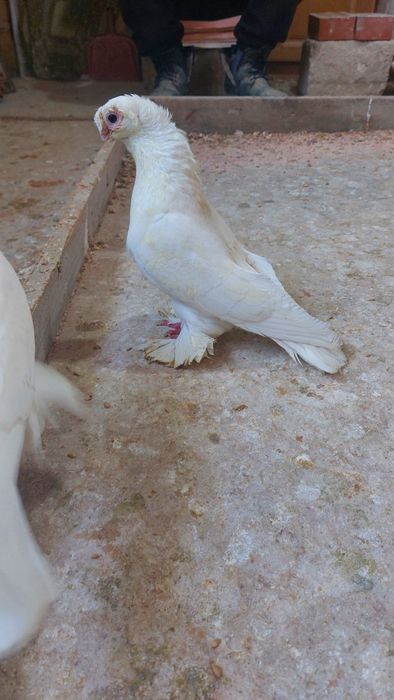 Голуби белый двухчубый самец кептер