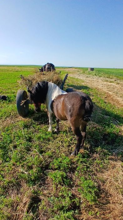 Vând poneita  de 5 ani gestanta