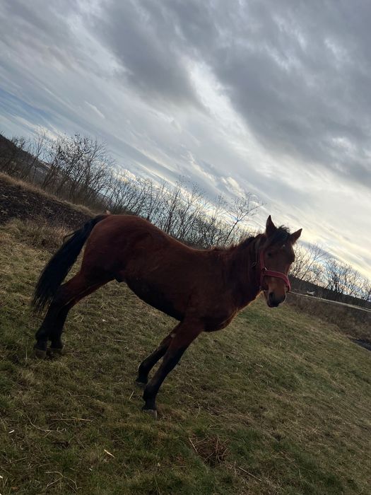 Manz în vârstă de un an și patru luni