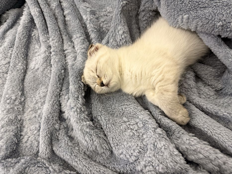 Скотиш фолд мальчики ! Котятам по 3 месяца