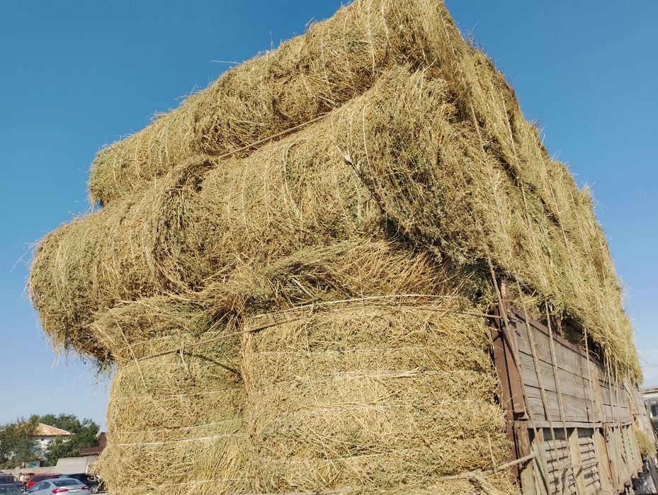 сено люцерна жоношка урлон жонощка