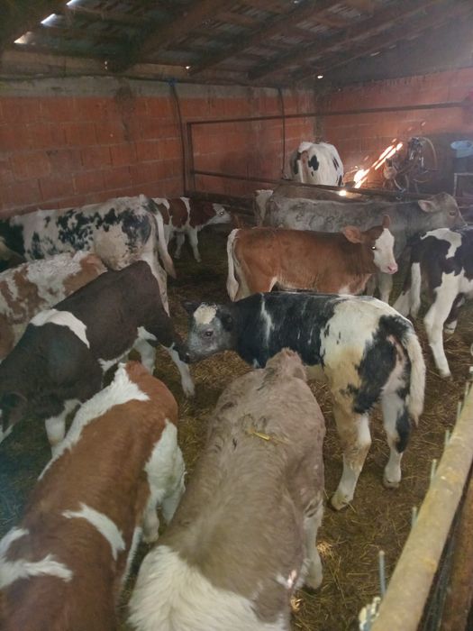 Vând viței semi înțărcați