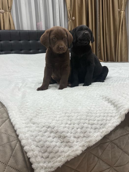 Чистокръвни Лабрадор Ретривар: