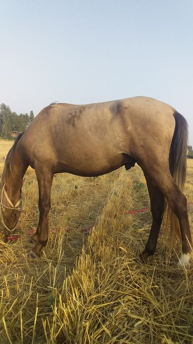 Ayg‘ir ot sog‘lom