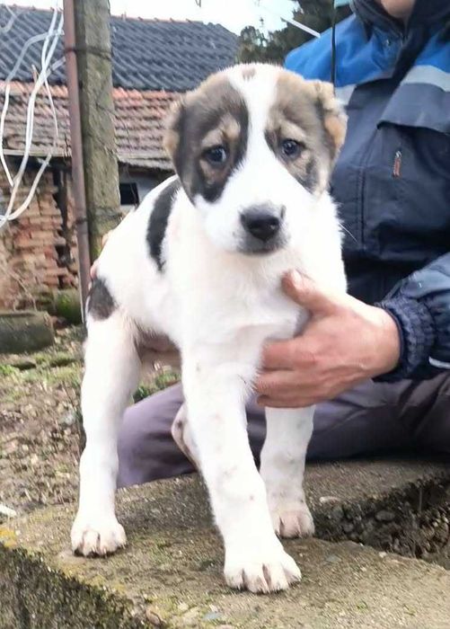 3 месечни алабайчета