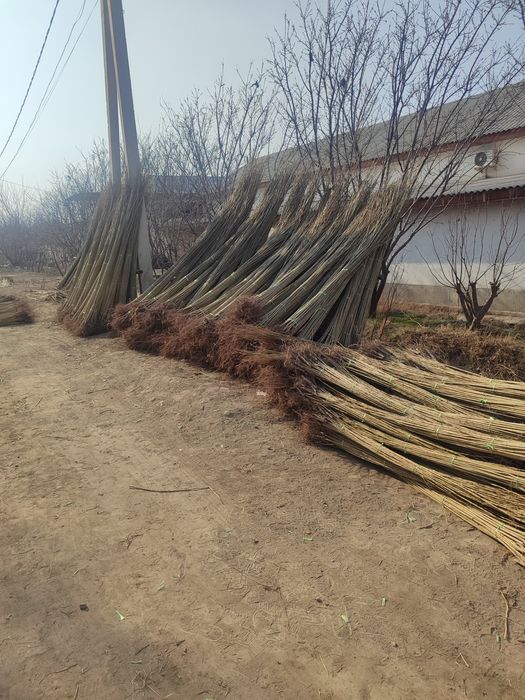 Terak koʻchatlar sotiladi optom narxlarsa