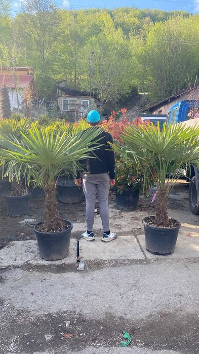 Plante Ornamentale Orice Dimensiune si Specie