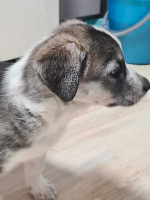 Отдам щенков в добрые руки