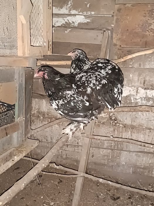 Инкубационное яйцо.      .