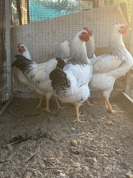 Adler toza qon horozlari sotuvda