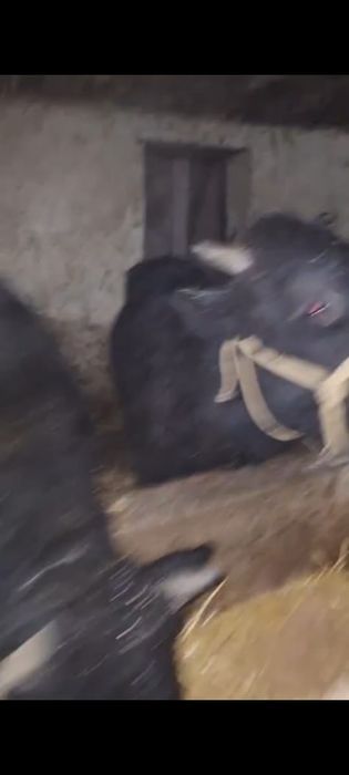 Бычки продам продам