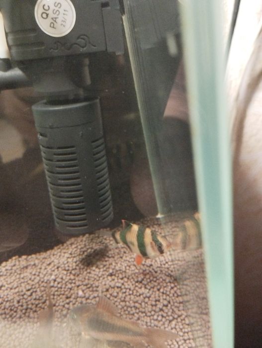 Отдам с суматранского барбуса.