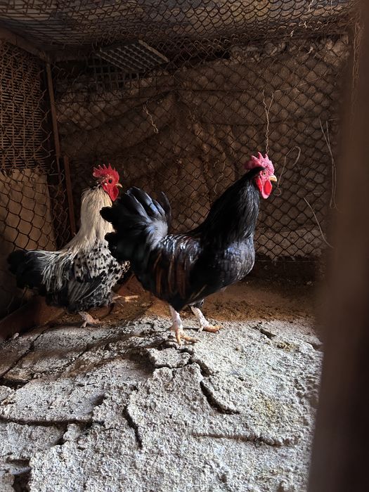 Продам карликовых петухов