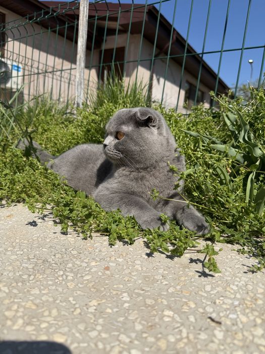 Scottish fold din parinti cu pedigree