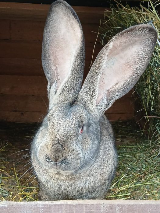 Vând epuri urias german gri fier