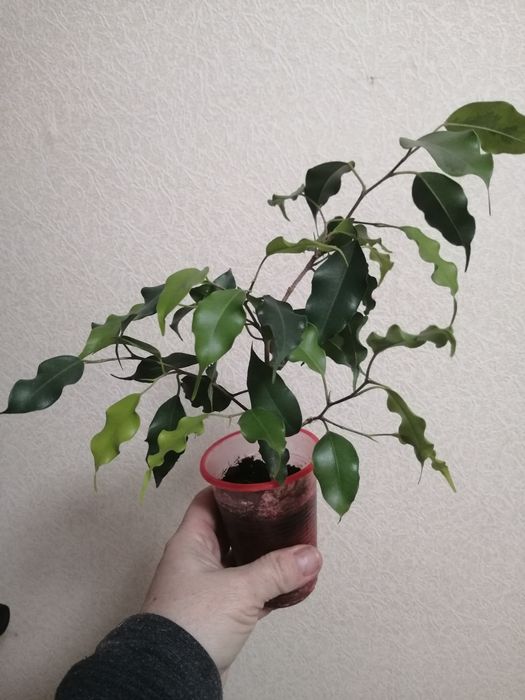 Продаю фикус Бенджамина Голден Моник