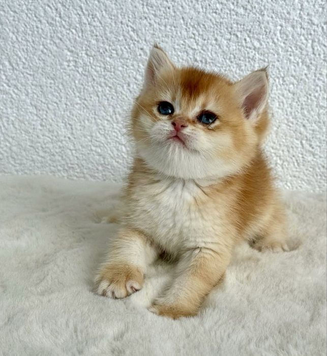 Fetita british shorthair chinchilla golden superba! Pedigree