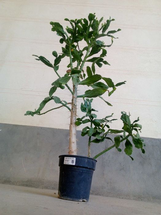 Dekorativ Kaktus (Opuntia) — Yirik, Sog‘lom, Parvarishi Oson