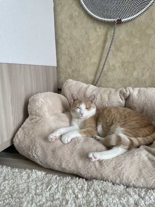 Отдам котов в добрые руки
