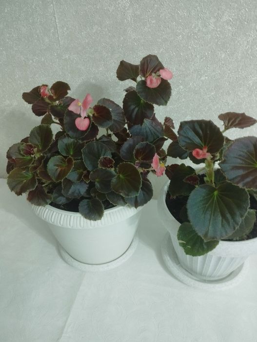 Комнатное растение аглаонема, район Евразии