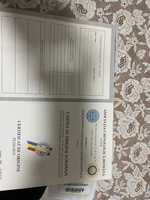 Mascul ciobanesc de bucovina