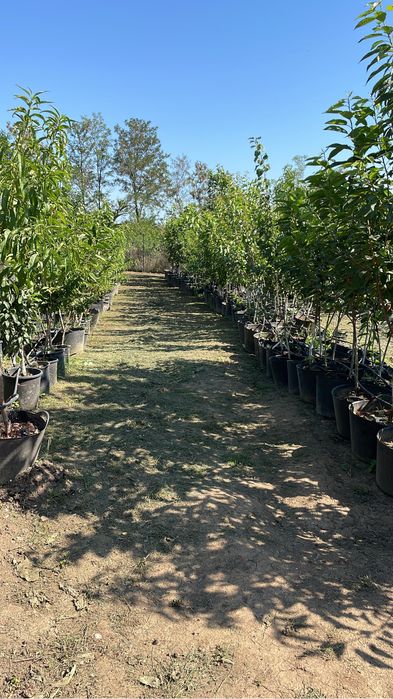 Pomi fructiferi la ghiveci