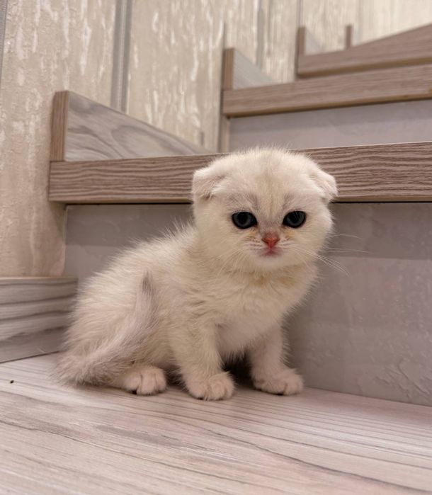 На продаже котятки скоттиш фолд