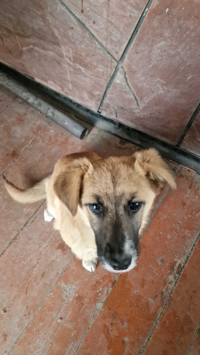 Найдена собачка,отдам