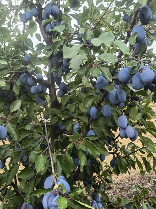 Vand prune pentru TUICA !!!