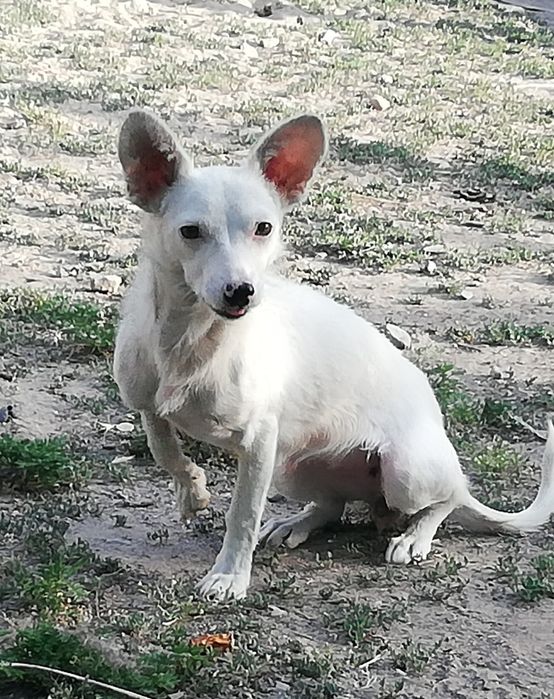 Продам той-терьера