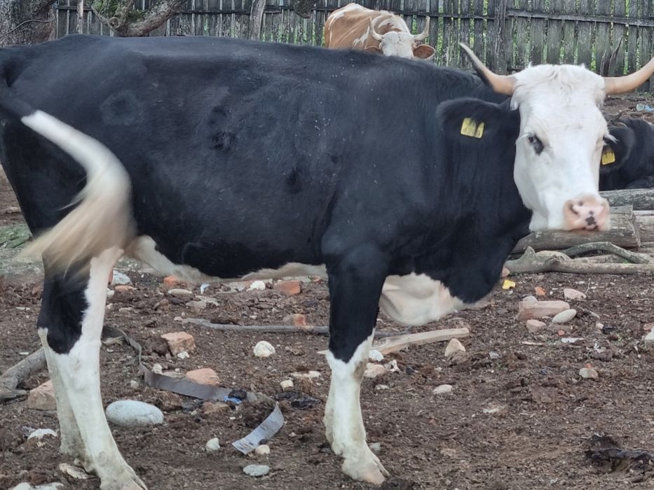 Tauri si vaci de vinzare