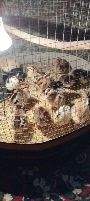 Yaponcha jòjalar sotiladi