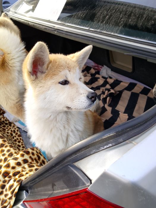 Акита Ину ( Хатико )