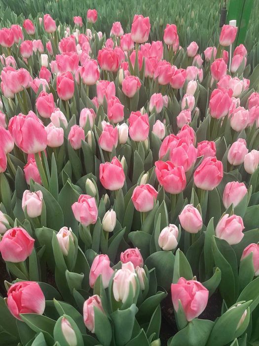 Тюльпаны оптом и в розницу к 8 марту